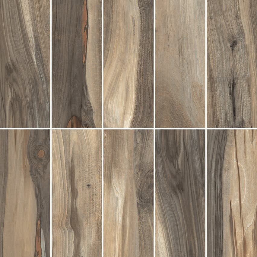 Kauri
