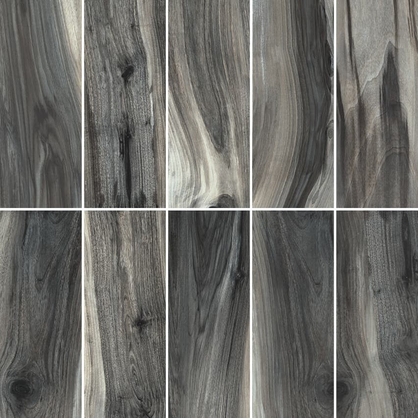 Kauri