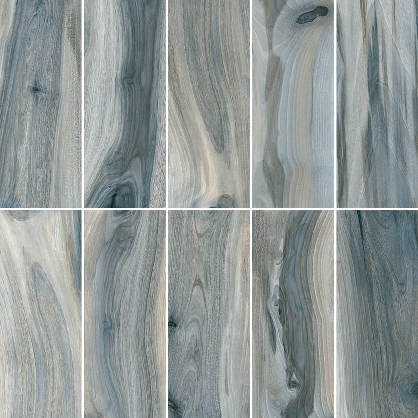 Kauri