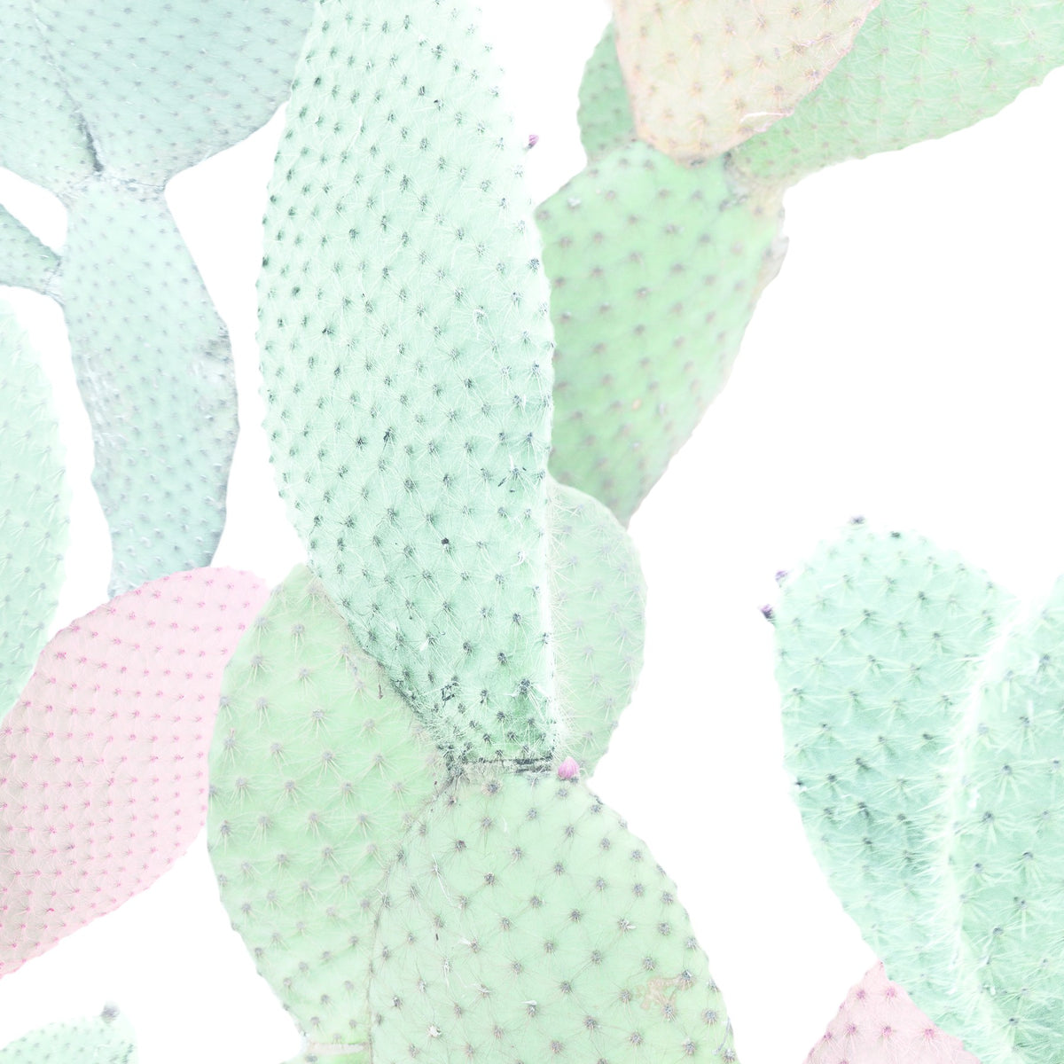 Paper41 Pro Marcela